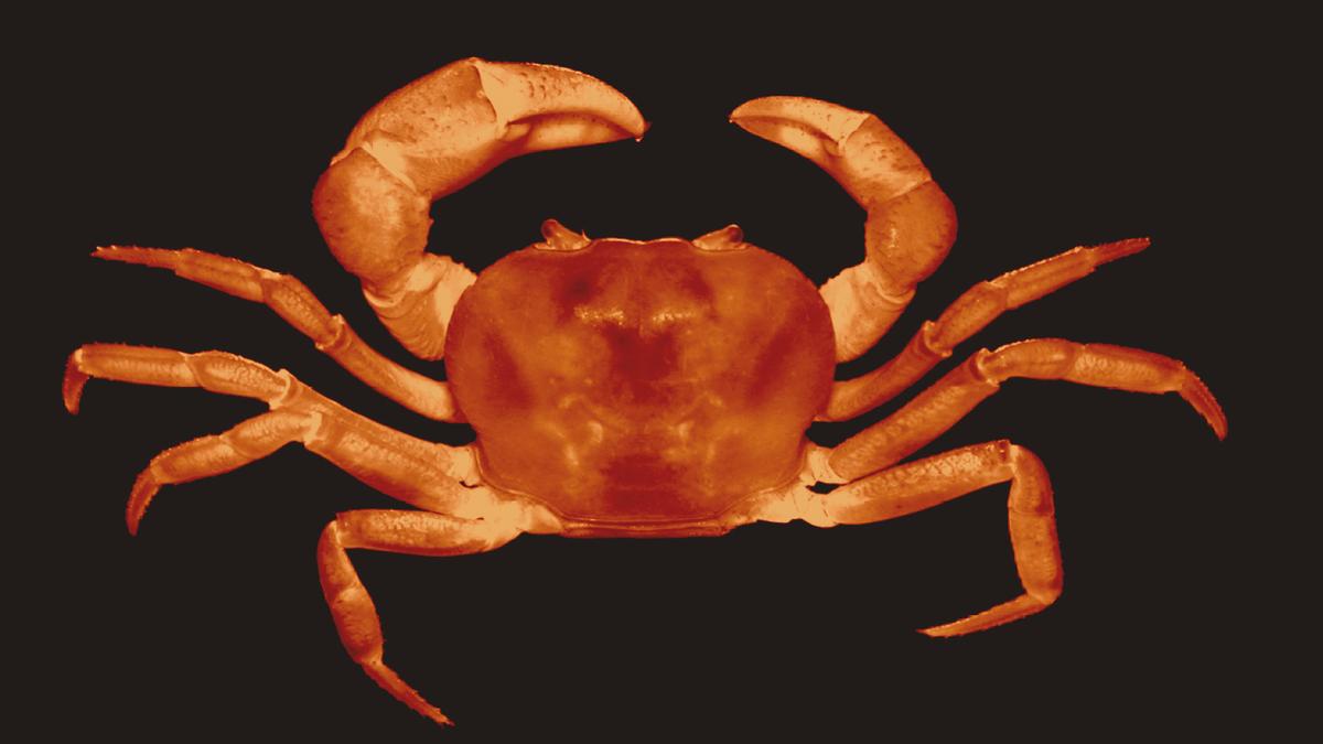 New genus and species of semiterrestrial freshwater crabs spotted in
